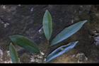 烏心石-葉正10.jpg