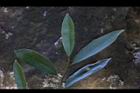 烏心石-葉正11.jpg