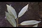 烏心石-葉背08.jpg