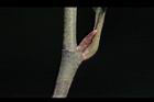 烏心石-葉芽01.jpg