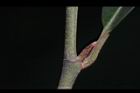 烏心石-葉芽03.jpg