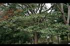 烏心石11.jpg