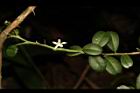 烏柑仔-花05.JPG