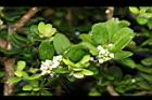 烏柑仔-花06.JPG