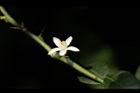 烏柑仔-花10.JPG