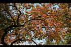 烏臼-紅葉13.jpg