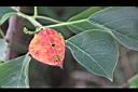 烏臼-紅葉1.jpg