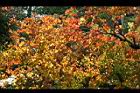 烏臼-紅葉28.jpg