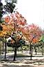 烏臼-紅葉34.jpg
