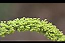 烏臼-雄花.jpg