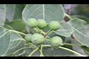 烏臼-青實0.jpg