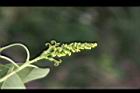 烏臼-花21.jpg