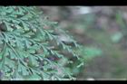 烏蕨-葉正09.JPG