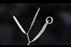 焊菜-長角果22.JPG