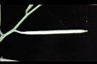 焊菜-長角果32.JPG