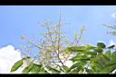 無患子-花序17.JPG