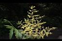 無患子-花序22.JPG