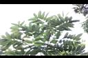 無患子-葉02.jpg