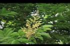 無患子-花序01.JPG