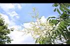 無患子-花序03.JPG
