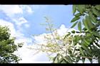 無患子-花序04.JPG