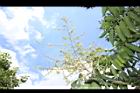無患子-花序05.JPG