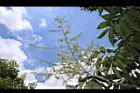 無患子-花序07.JPG
