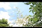 無患子-花序08.JPG