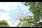 無患子-花序09.JPG