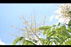 無患子-花序10.JPG