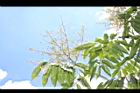 無患子-花序11.JPG