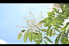 無患子-花序12.JPG