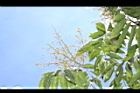無患子-花序13.JPG