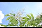無患子-花序14.JPG