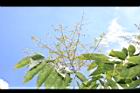 無患子-花序15.JPG