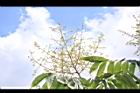 無患子-花序16.JPG