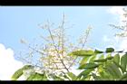 無患子-花序18.JPG