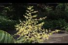 無患子-花序19.JPG