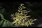 無患子-花序21.JPG