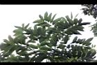 無患子-葉03.jpg