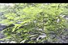 無患子-葉04.jpg