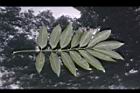 無患子-葉正1.jpg