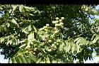 無患子-青實00.jpg