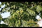 無患子-青實04.jpg