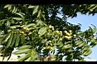無患子-青實05.jpg