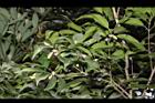 無脈木犀-實03.JPG