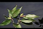 無脈木犀-實22.JPG