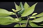 無脈木犀-實31.JPG