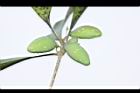 無脈木犀-實36.JPG
