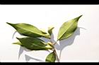 無脈木犀-實46.JPG